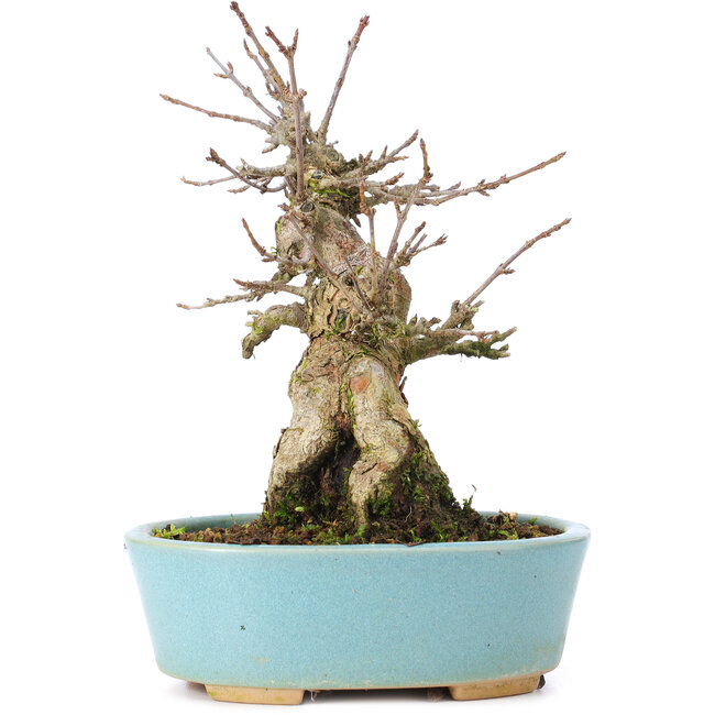 Acer buergerianum, 15 cm, ± 35 jaar oud