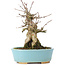 Acer buergerianum, 15 cm, ± 35 anni