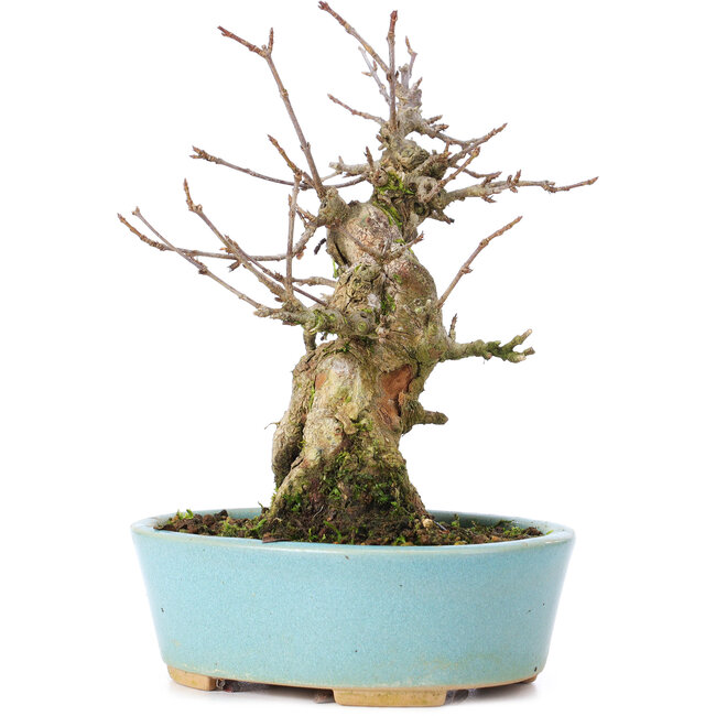 Acer buergerianum, 15 cm, ± 35 anni