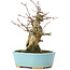 Acer buergerianum, 15 cm, ± 35 anni
