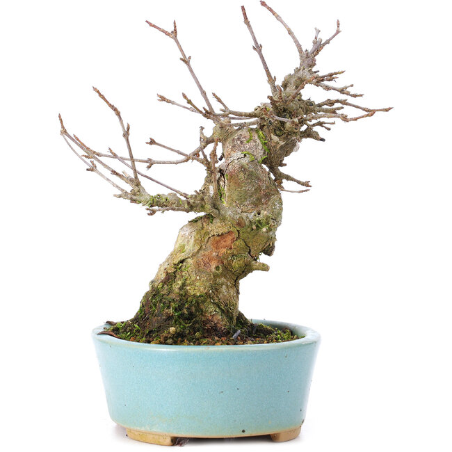 Acer buergerianum, 15 cm, ± 35 years old