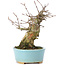 Acer buergerianum, 15 cm, ± 35 anni