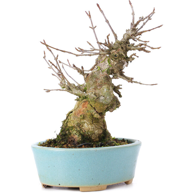 Acer buergerianum, 15 cm, ± 35 anni