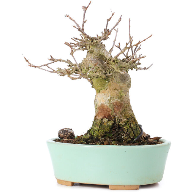 Acer buergerianum, 14 cm, ± 35 jaar oud