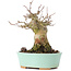 Acer buergerianum, 14 cm, ± 35 jaar oud
