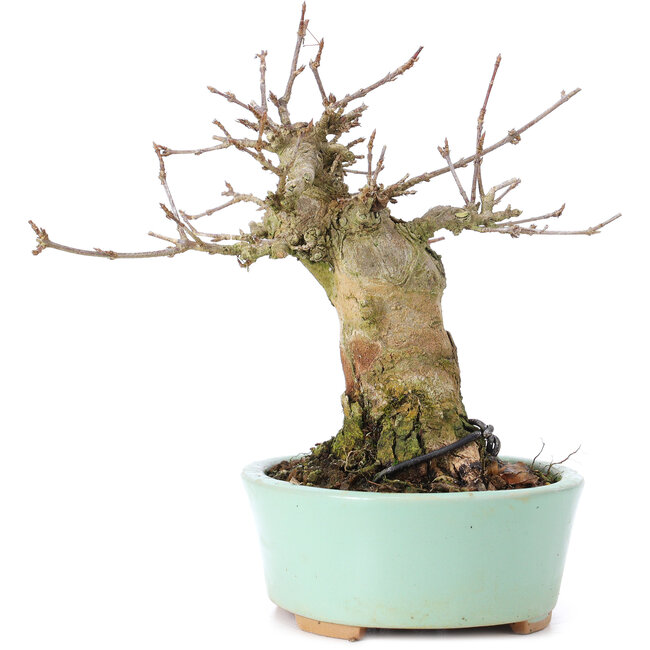 Acer buergerianum, 14 cm, ± 35 anni