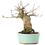 Acer buergerianum, 14 cm, ± 35 ans