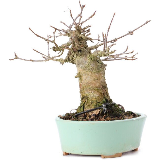 Acer buergerianum, 14 cm, ± 35 ans