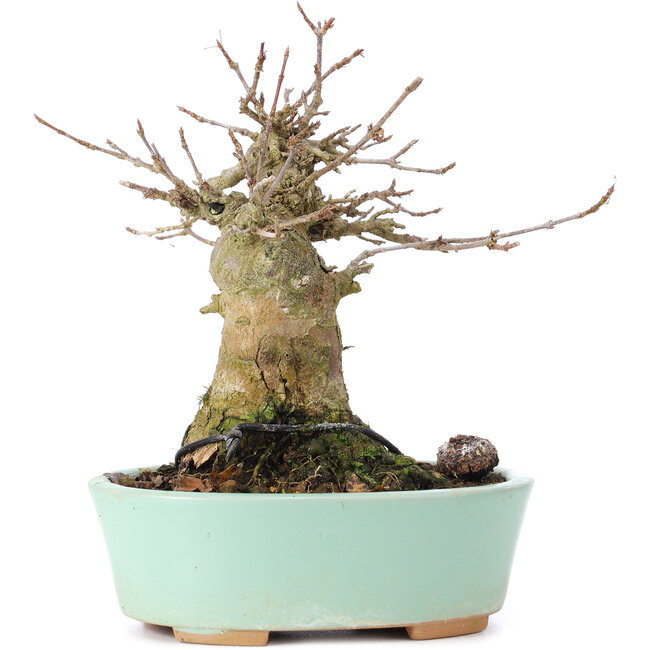 Acer buergerianum, 14 cm, ± 35 anni