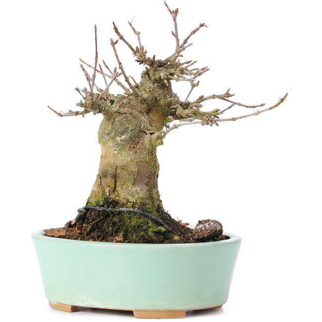 Acer buergerianum, 14 cm, ± 35 years old