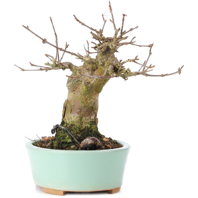 Acer buergerianum, 14 cm, ± 35 ans