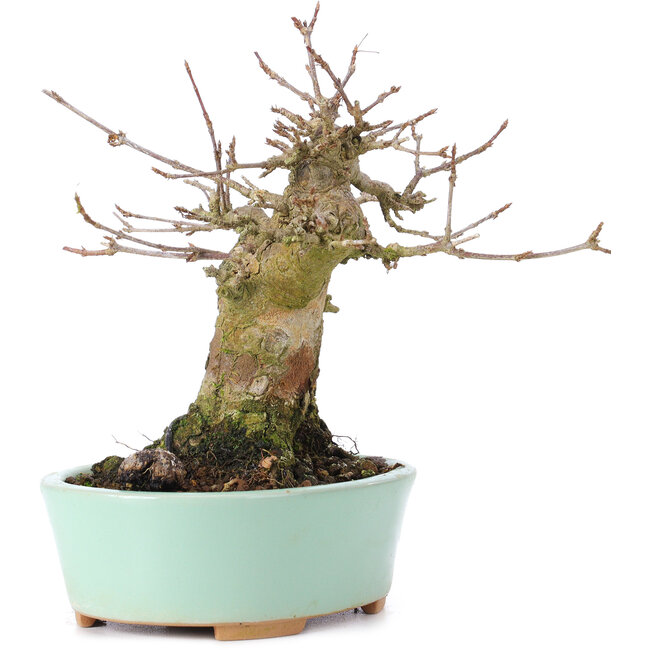 Acer buergerianum, 14 cm, ± 35 jaar oud