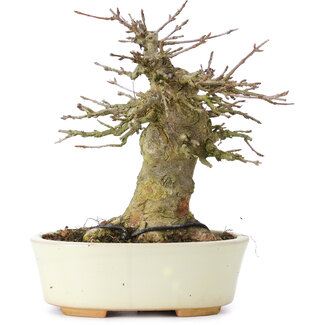 Acer buergerianum, 13,5 cm, ± 35 anni