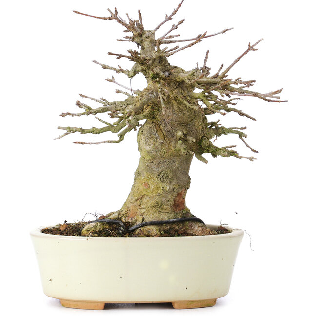 Acer buergerianum, 13,5 cm, ± 35 jaar oud