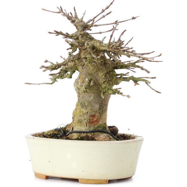 Acer buergerianum, 13,5 cm, ± 35 jaar oud