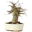 Acer buergerianum, 13,5 cm, ± 35 years old
