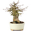 Acer buergerianum, 13,5 cm, ± 35 ans