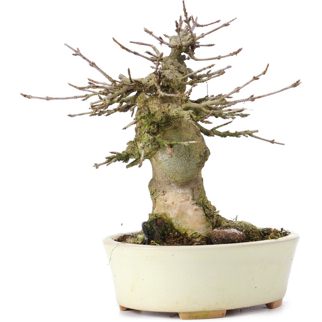 Acer buergerianum, 13,5 cm, ± 35 years old