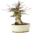Acer buergerianum, 13,5 cm, ± 35 anni