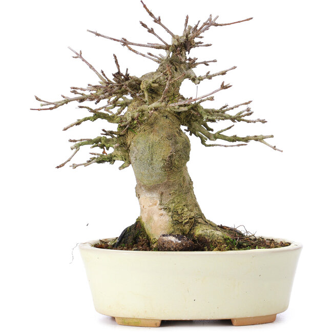 Acer buergerianum, 13,5 cm, ± 35 ans