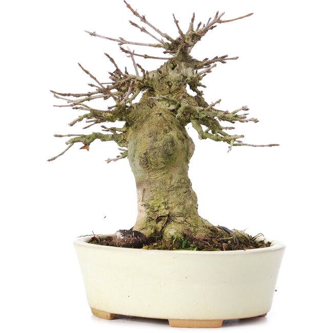 Acer buergerianum, 13,5 cm, ± 35 jaar oud