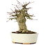 Acer buergerianum, 13,5 cm, ± 35 ans