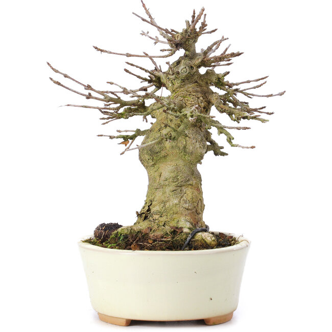 Acer buergerianum, 13,5 cm, ± 35 jaar oud
