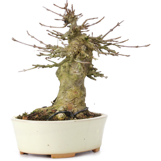 Acer buergerianum, 13,5 cm, ± 35 ans