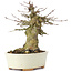 Acer buergerianum, 13,5 cm, ± 35 jaar oud