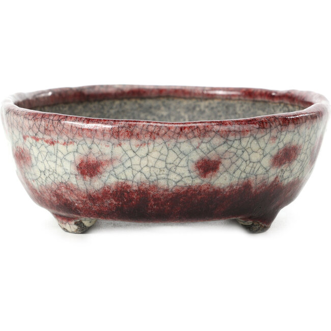 Craquelé blanco ovalado con bonsái rojo de Bunzan - 145 x 121 x 45 mm