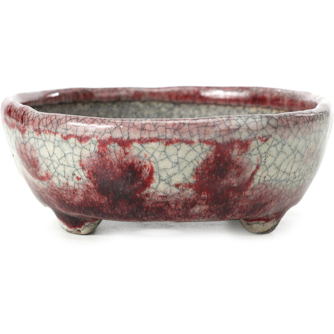 Craquelé blanco ovalado con bonsái rojo de Bunzan - 145 x 121 x 45 mm