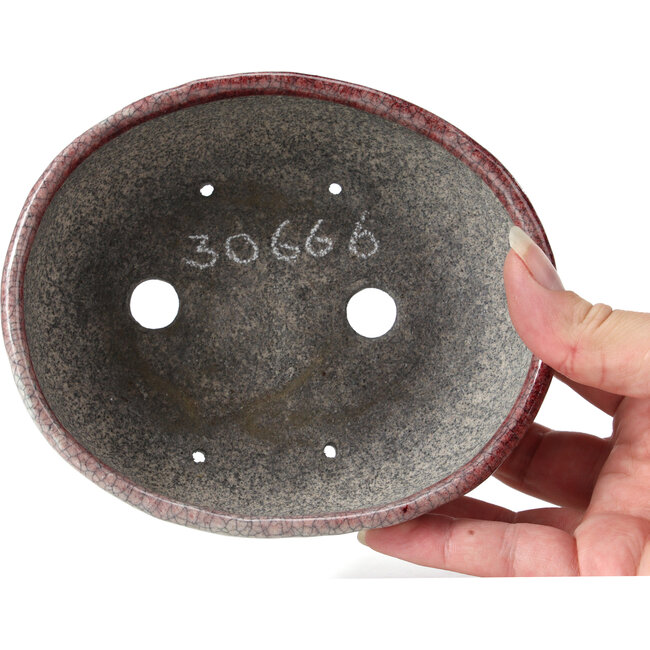 Craquelé blanco ovalado con bonsái rojo de Bunzan - 145 x 121 x 45 mm