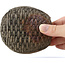 Pot à bonsaï multicolore en forme de panier par Bigei - 100 x 95 x 47 mm