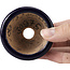Round blue bonsai pot by Hattori - 66 x 66 x 33 mm