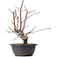 Malus siboldii, 32 cm, ± 6 anni, con piccole mele rosse