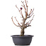 Malus siboldii, 37 cm, ± 8 anni, con piccole mele rosse