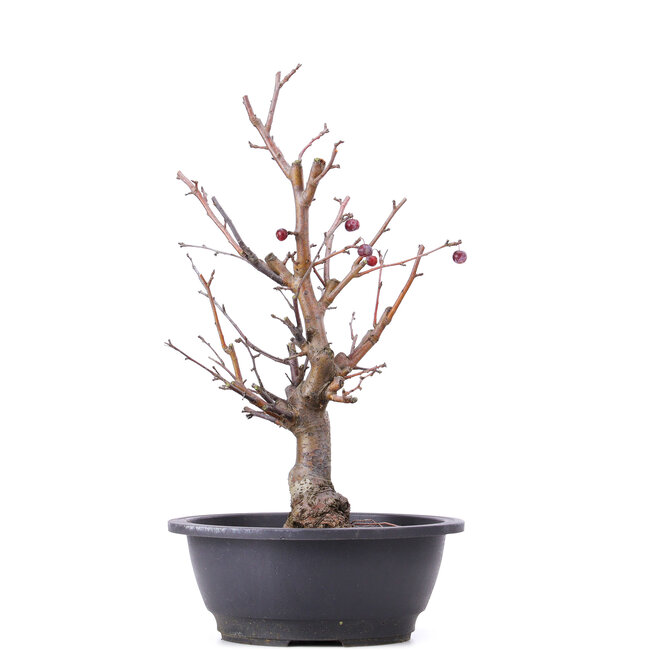 Malus siboldii, 44 cm, ± 9 anni, con piccole mele rosse