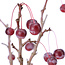 Malus siboldii, 53,5 cm, ± 9 anni, con piccole mele rosse