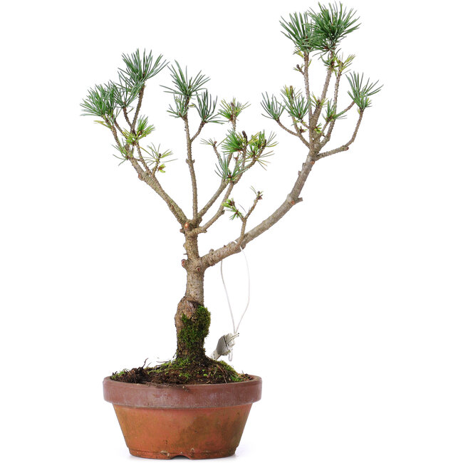 Pinus parviflora, 28 cm, ± 8 anni