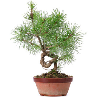 Pinus sylvestris, 29 cm, ± 7 jaar oud