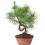 Pinus sylvestris, 29 cm, ± 7 años