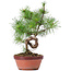 Pinus sylvestris, 29 cm, ± 7 ans