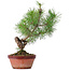 Pinus sylvestris, 29 cm, ± 7 Jahre alt