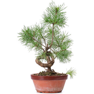 Pinus sylvestris, 31 cm, ± 7 anni