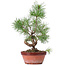 Pinus sylvestris, 31 cm, ± 7 anni
