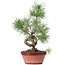 Pinus sylvestris, 31 cm, ± 7 jaar oud