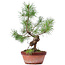 Pinus sylvestris, 31 cm, ± 7 jaar oud