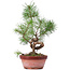 Pinus sylvestris, 31 cm, ± 7 anni