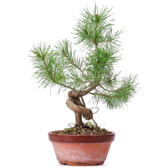 Pinus sylvestris, 31 cm, ± 7 jaar oud