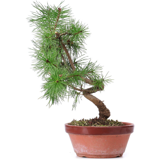 Pinus sylvestris, 29 cm, ± 7 años